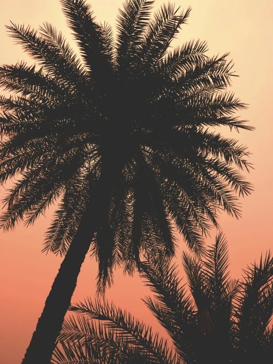 palm tree nches under a pink sunset sky