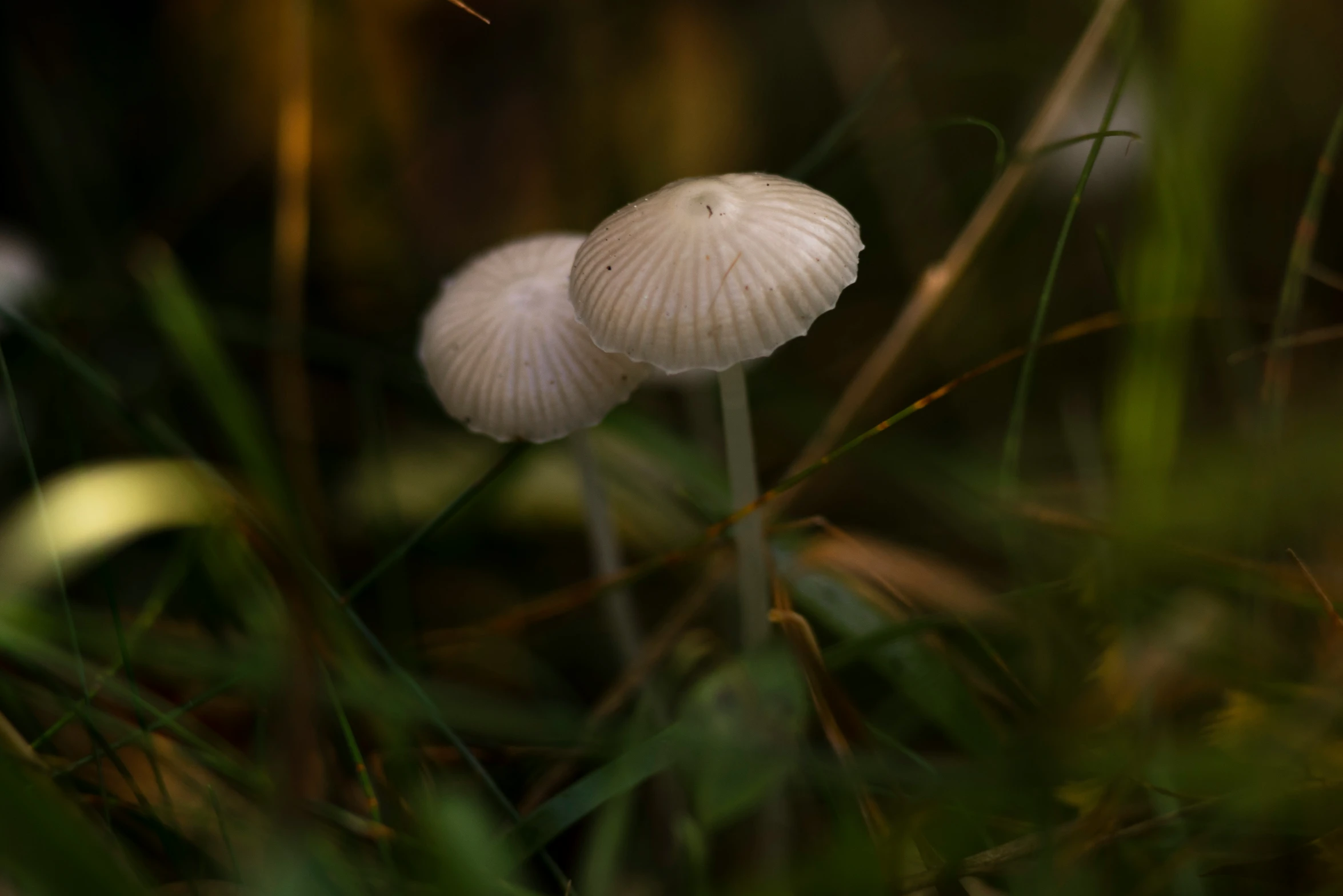 two mushrooms that are standing in the grass