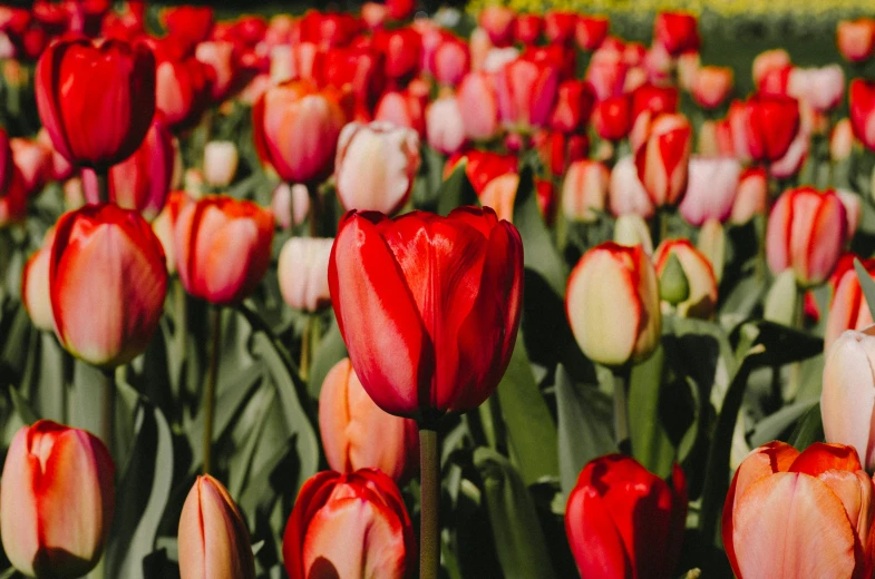 a large number of flowers that are growing