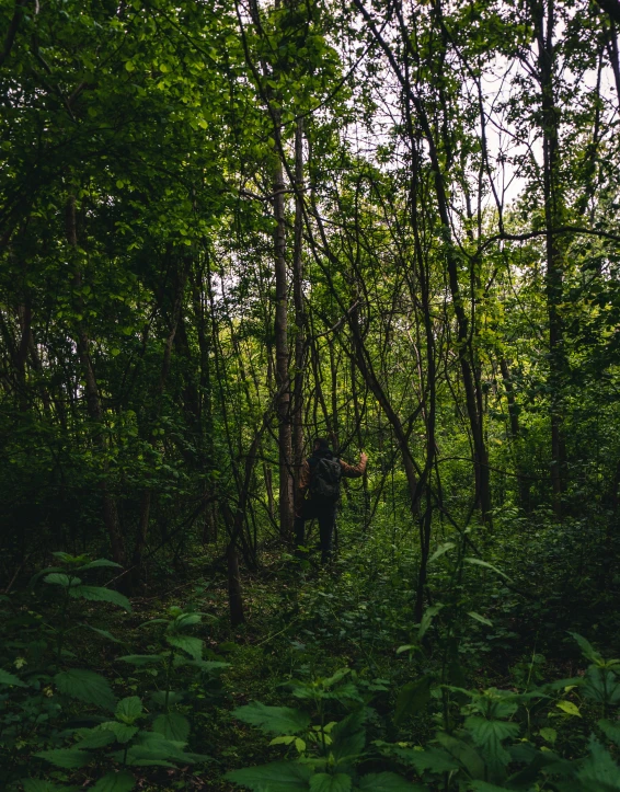 a view from the woods looking at a cow