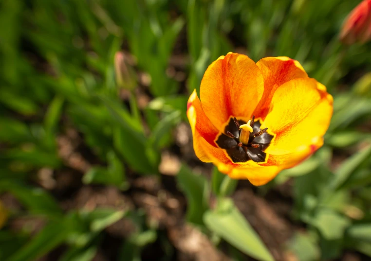 a close up image of a flower with the petals open