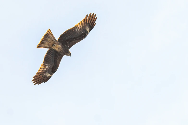 an image of a bird flying in the sky