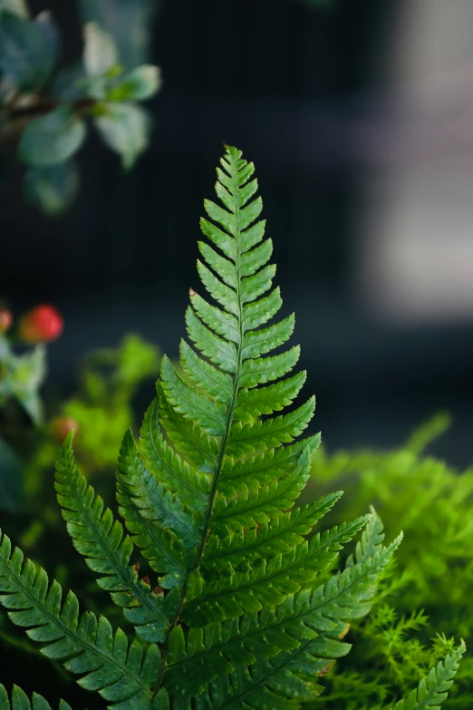 there is a close up image of a plant