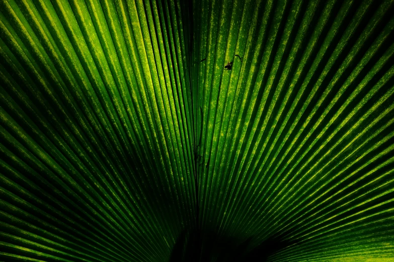 an image of a beautiful light shining through the leaves