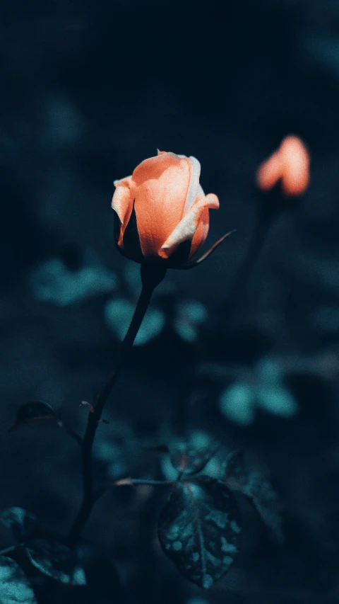 a lone rose is glowing on an overcast day