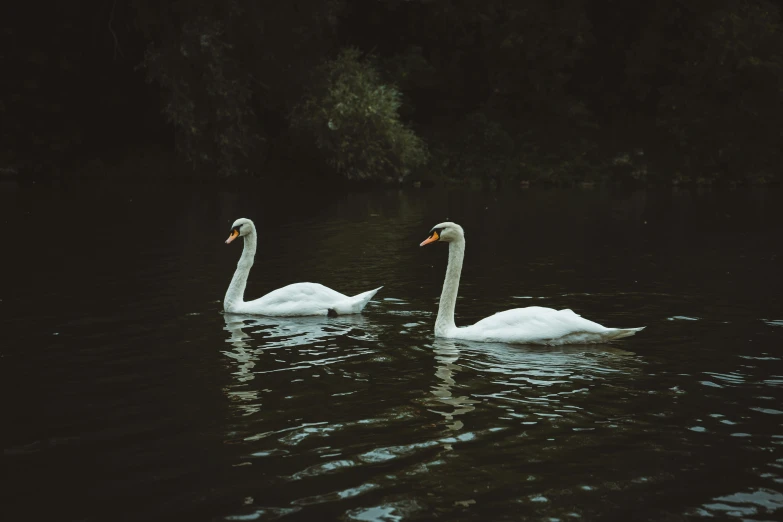 two swans swimming on top of a lake