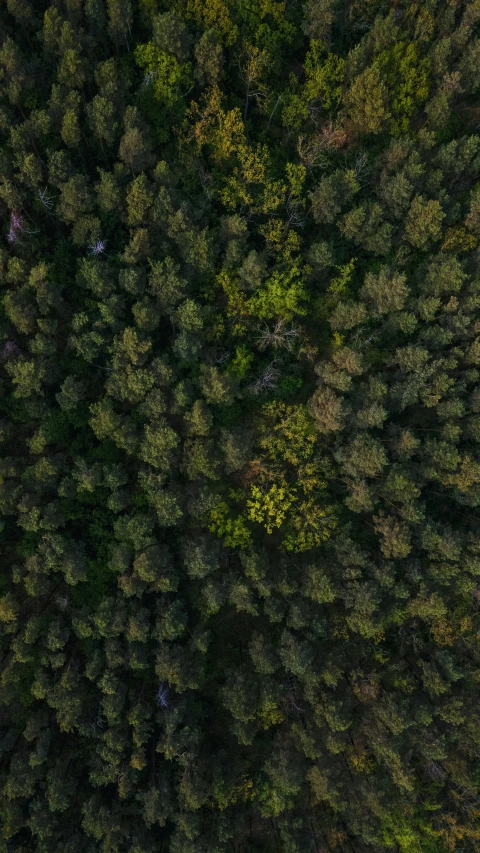 an aerial view of trees that have turned to the ground