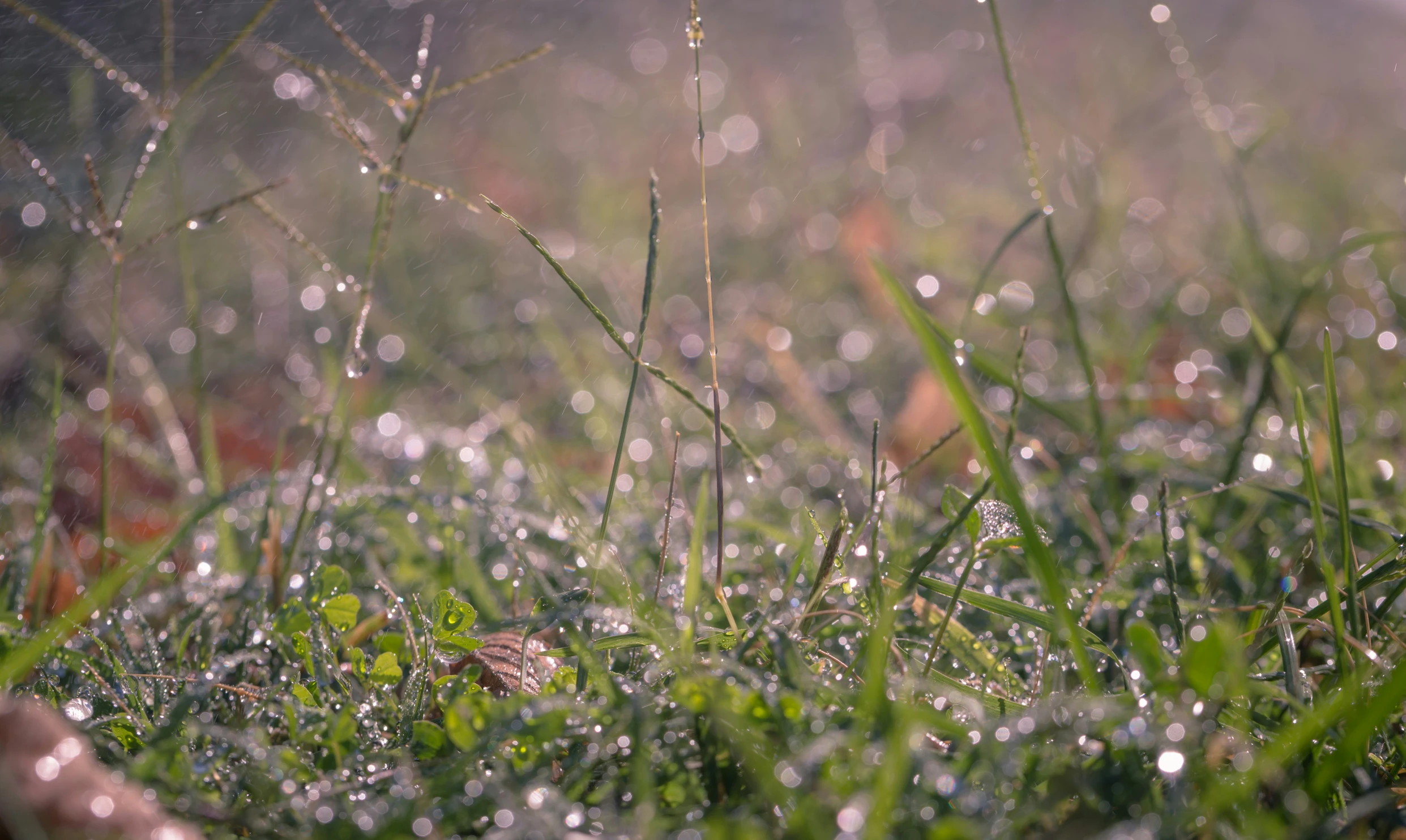 water droplets on the grass on a sunny day