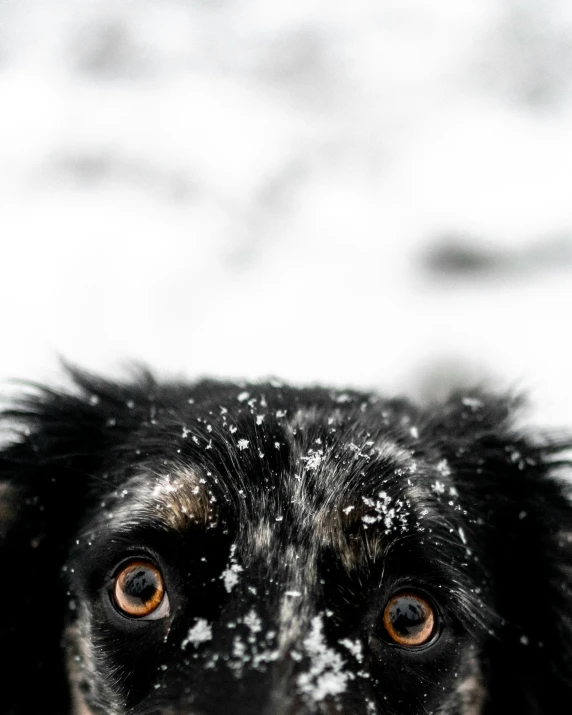 a black dog has snow on his face and nose