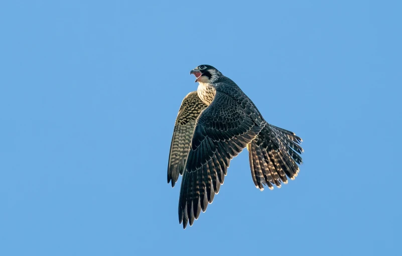 a large hawk flying through the sky with it's wings wide open