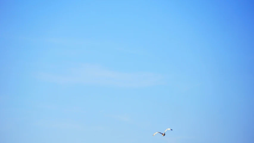 a seagull flying through the blue sky