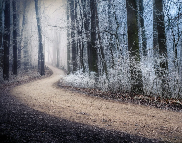 a trail through a snowy woods lined with tall trees