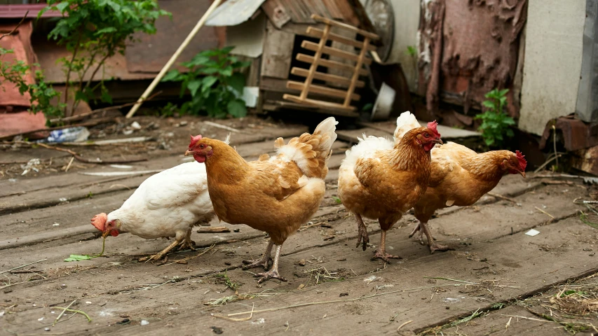 three brown chicken standing next to each other on a dirty road