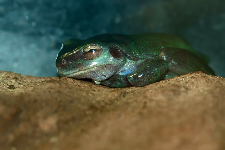 a frog with a small face sitting on top of a rock