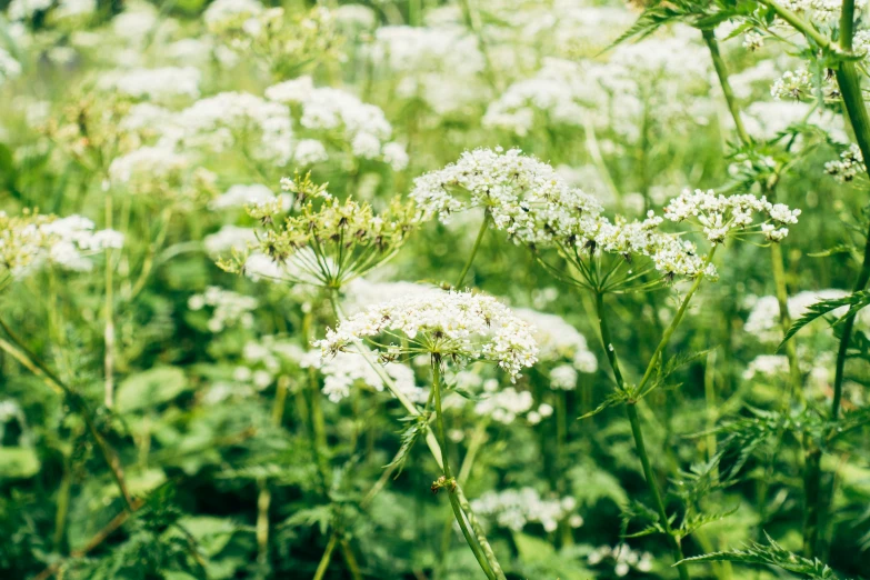 a field full of white flowers growing in the wild