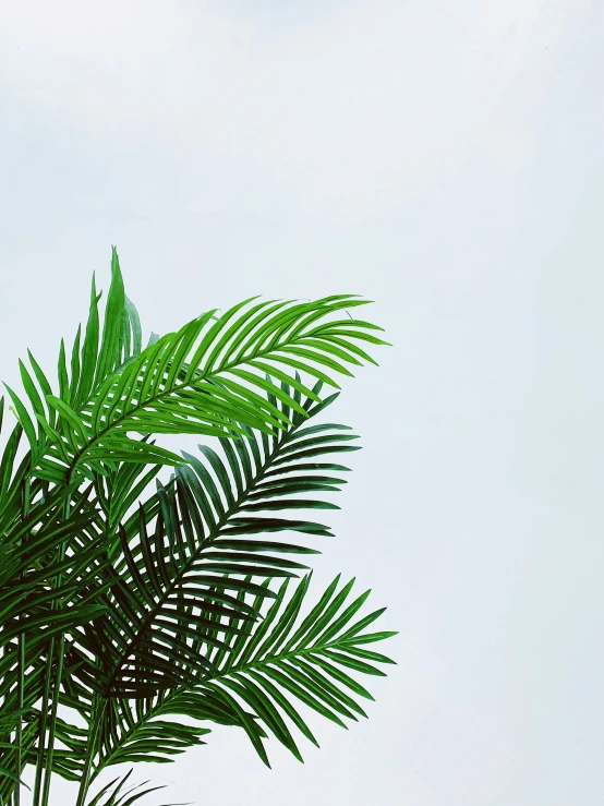 a close up of a large green palm tree