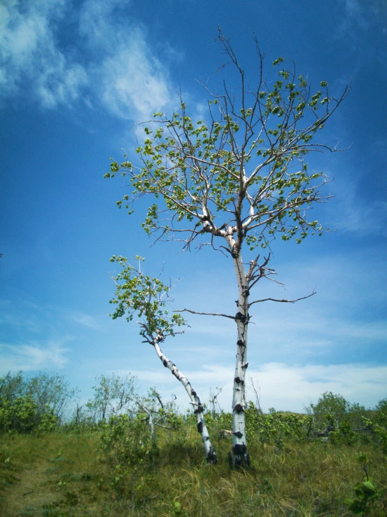 two birch trees stand next to each other in a grassy area