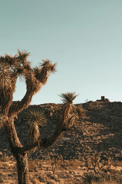 a lone giraffe walking in the desert next to a tree