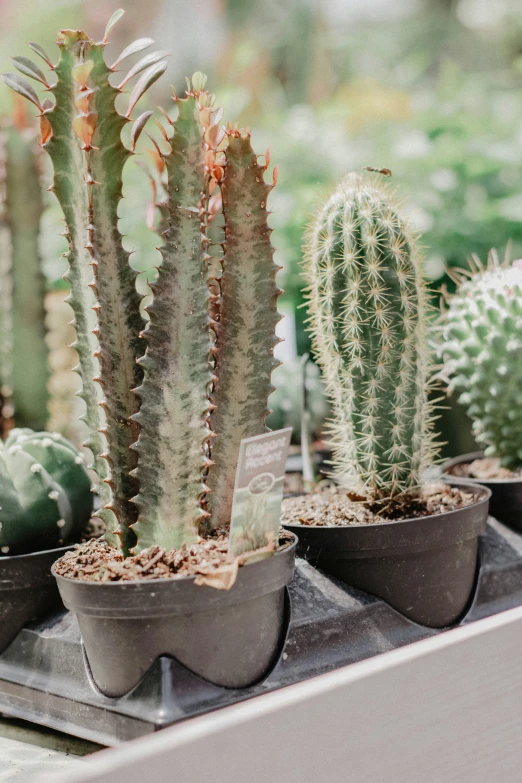 three cactus plants sitting on top of a shelf