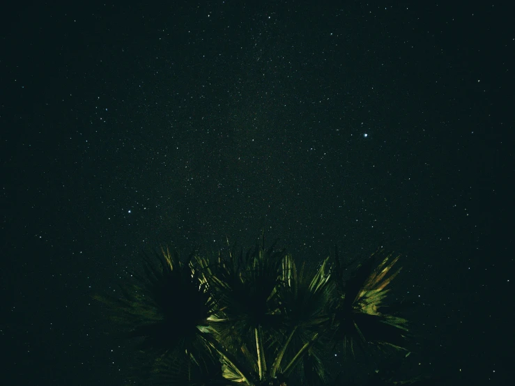 a couple of palm trees in a dark space