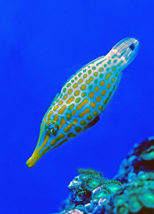 an underwater fish in blue water with plants