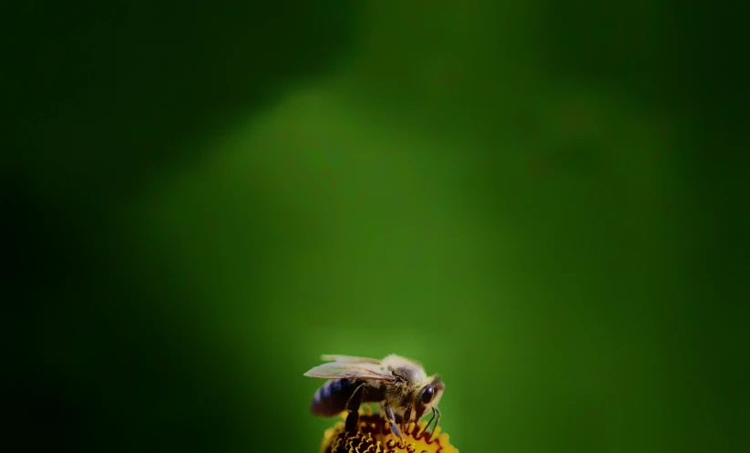 the bee has landed on the top of the yellow flower