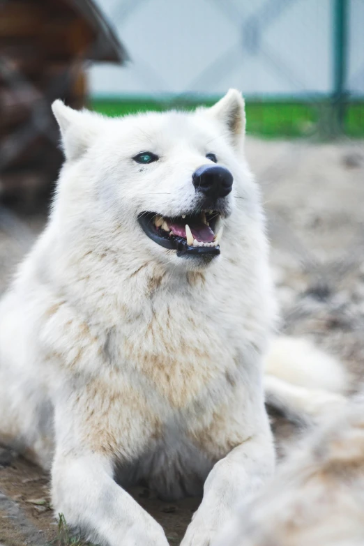 there is an adult white wolf sitting on the ground