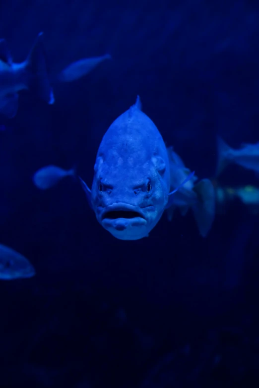 a blue fish looks back at the camera in an aquarium