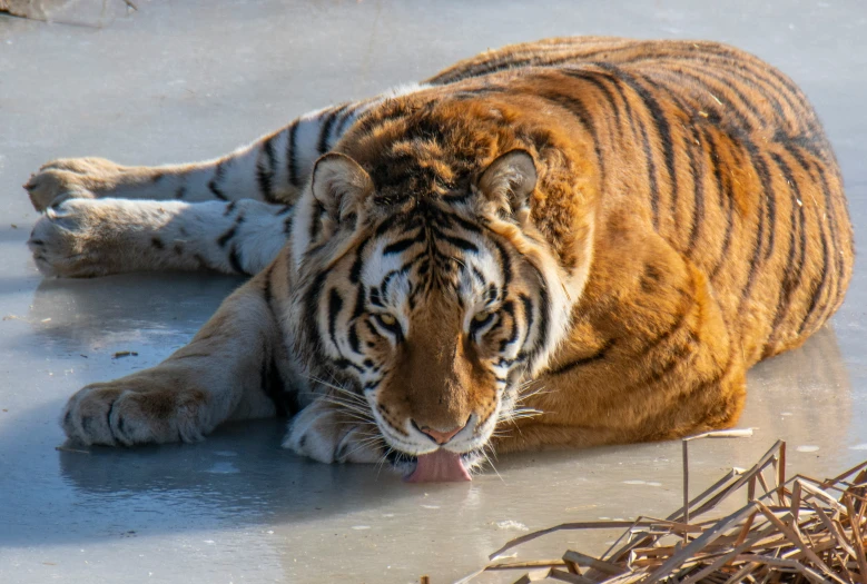 an animal that is laying down on the ice