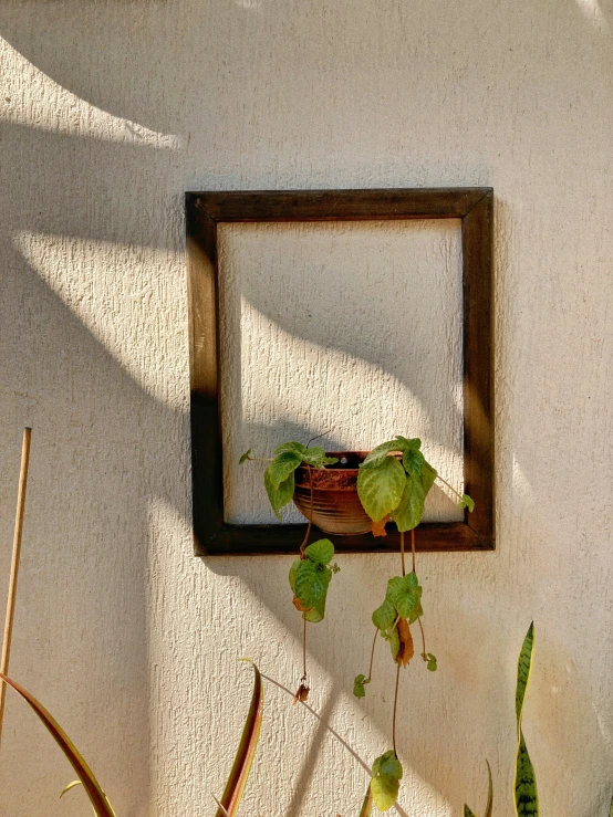 a picture frame and some plants on a white wall