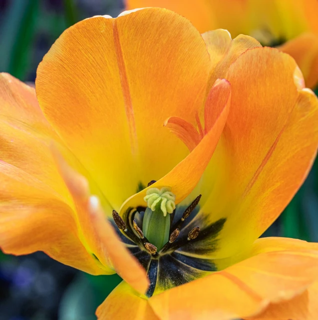 a yellow flower with two leaves on the side