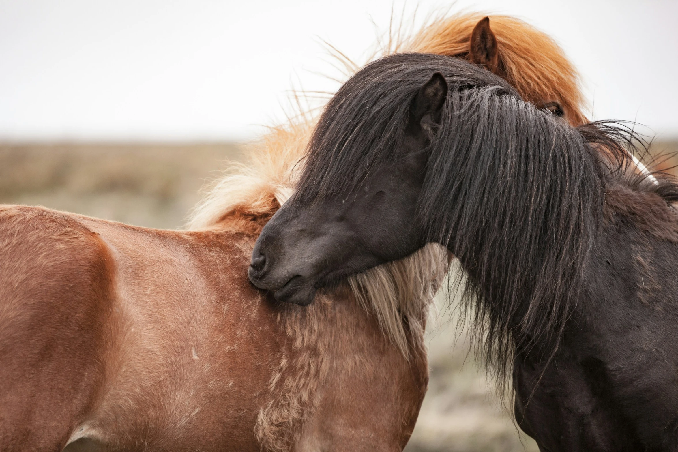 two horses with long hair next to each other