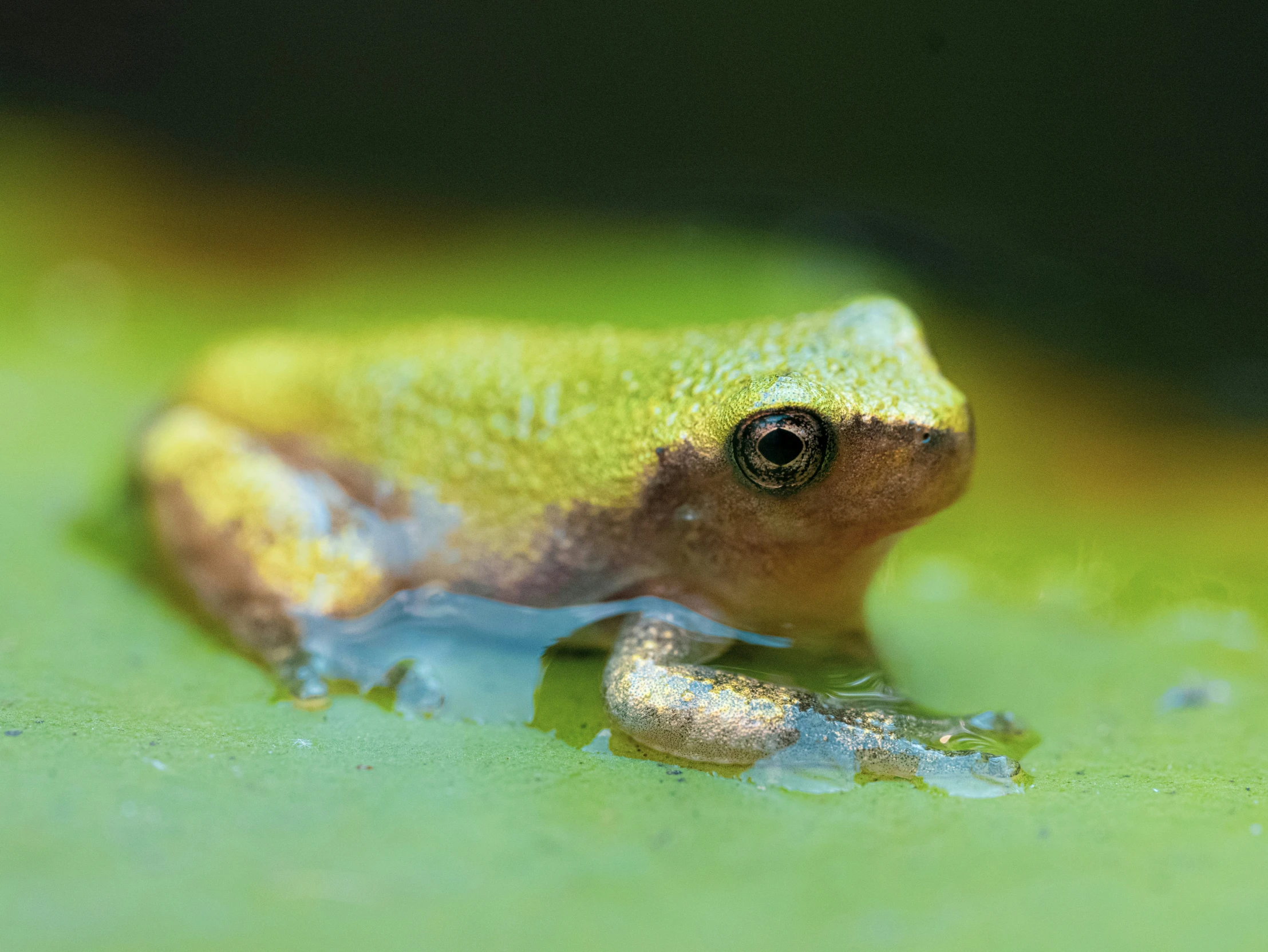 a frog sits on the surface of water with drops of paint