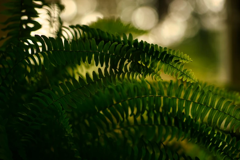 a close - up of a plant with lots of foliage