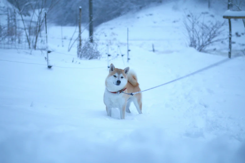 a husky in the snow with it's mouth open and a leash