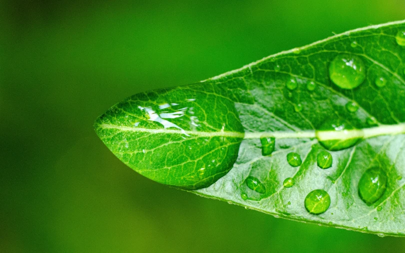 drops of water on the leafs of an ivy tree