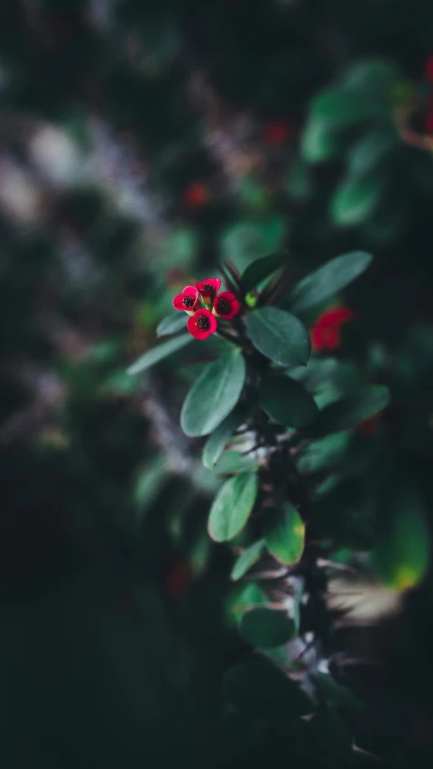 red flowers that are on top of some green leaves