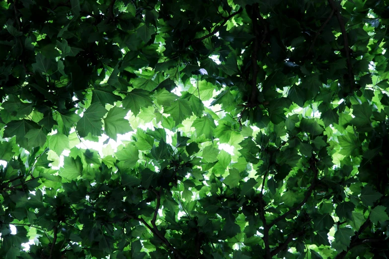 the sunlight shining through the leaves of a tree