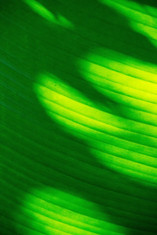 a green and black image with light from the sun shining on it