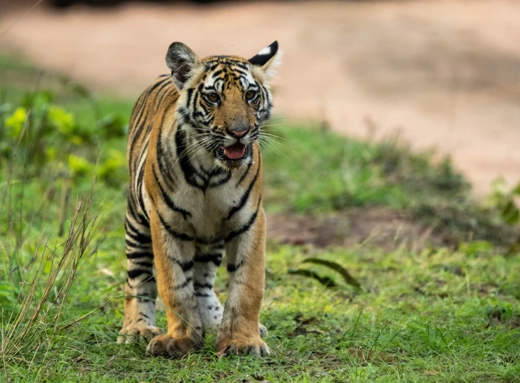 a tiger walking on the grass near a street