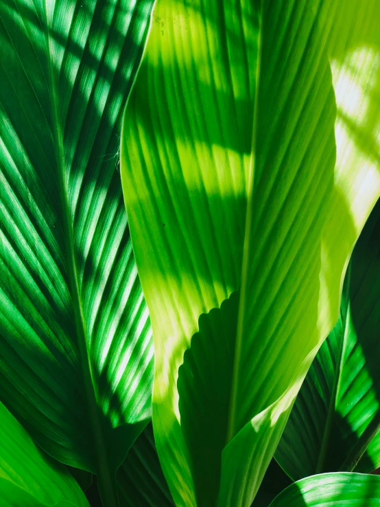 the leaves of the tropical plant are large and green