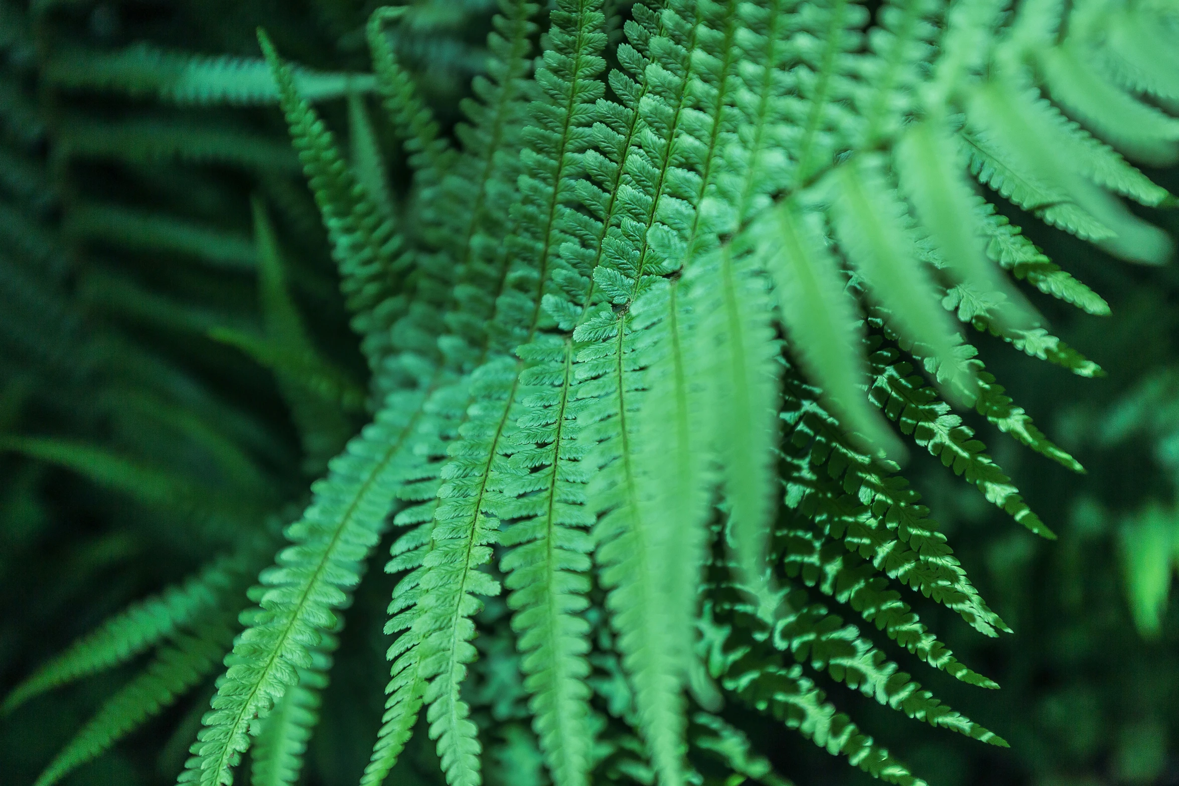 closeup image of fern leafs showing green - like foliage