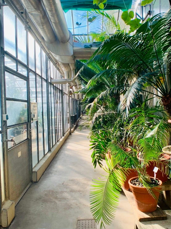 a long corridor in a large room with green plants