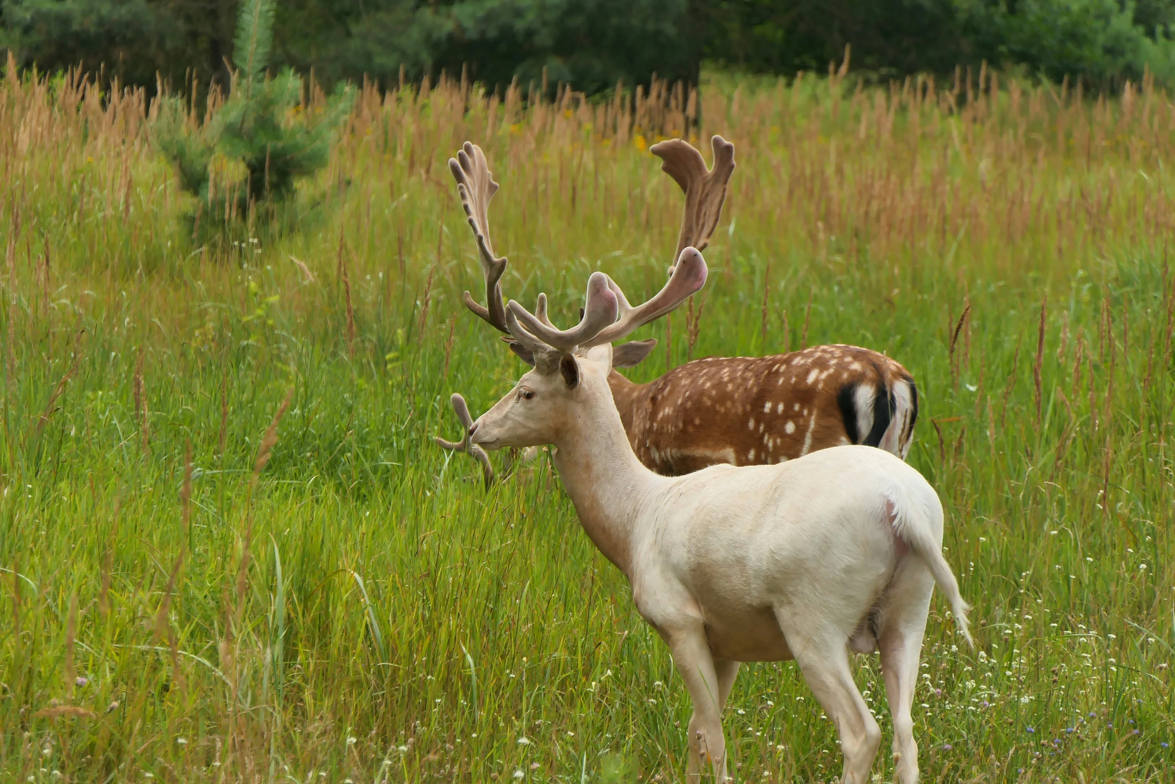 two deer are standing together in a green field