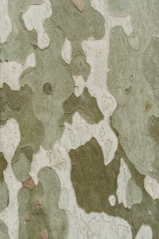 textured stone with several different green spots