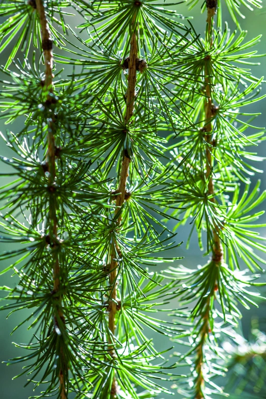 some water droplets on some green pine tree needles
