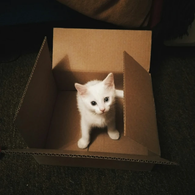 a kitten inside a brown cardboard box on the floor