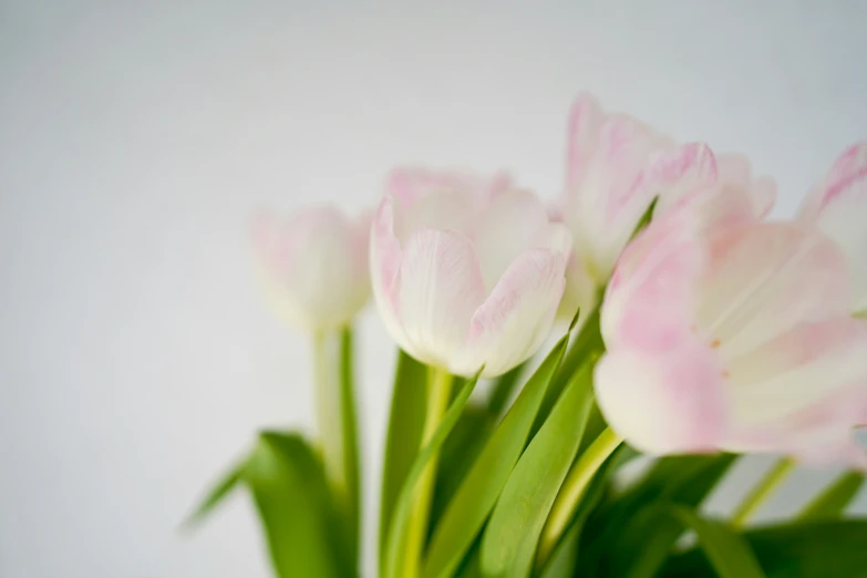 some pink and white tulips in a vase