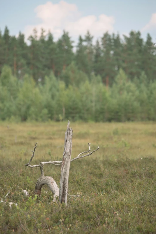 a lone dead bird rests in the field with trees in the background