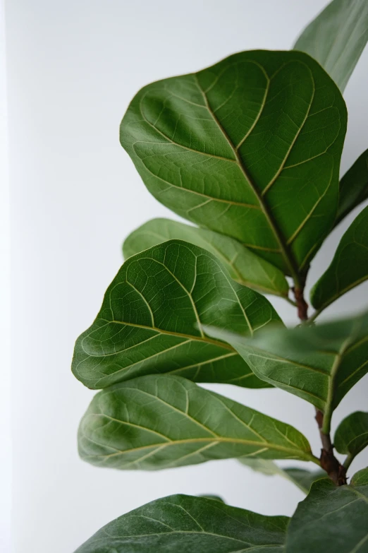 a plant with large green leaves on it